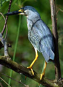 Striated Heron