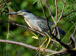 Striated Heron