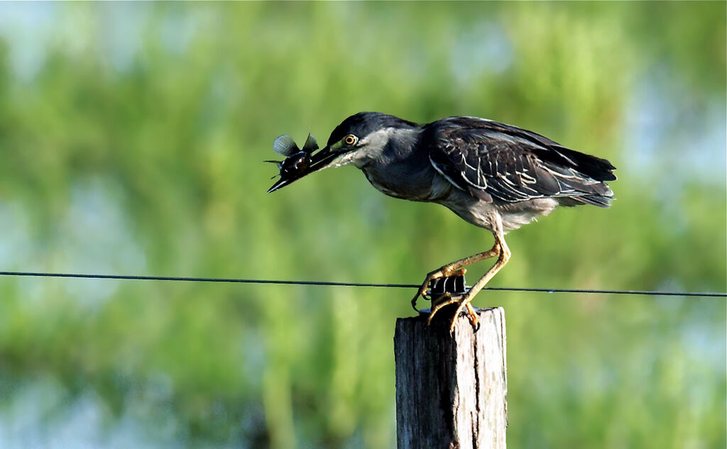 Striated Heron, Behaviour