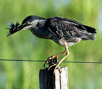 Striated Heron