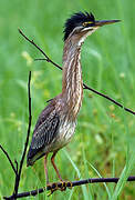 Striated Heron