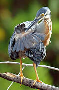 Striated Heron