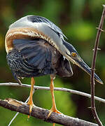 Striated Heron