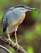 Striated Heron