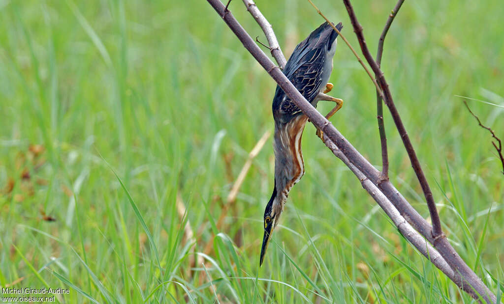 Striated Heron, pigmentation, fishing/hunting, Behaviour