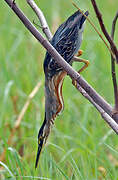 Striated Heron