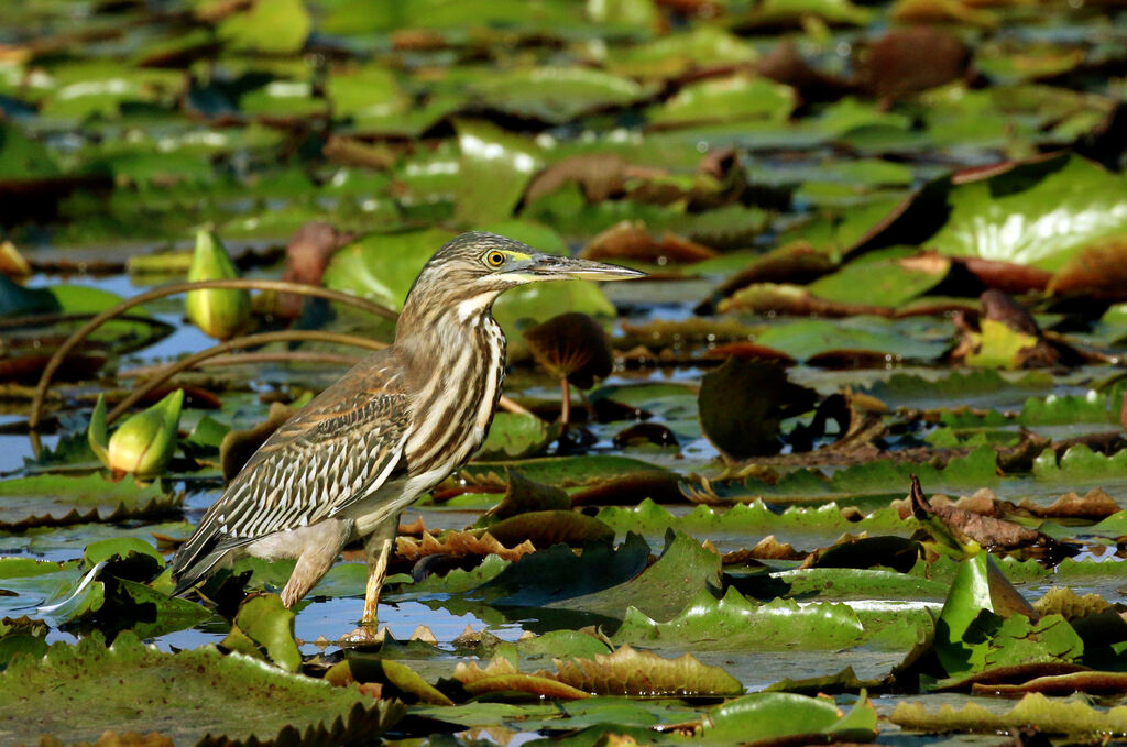 Striated Heronimmature