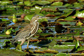 Striated Heron