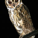 Hibou strié