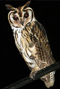 Striped Owl