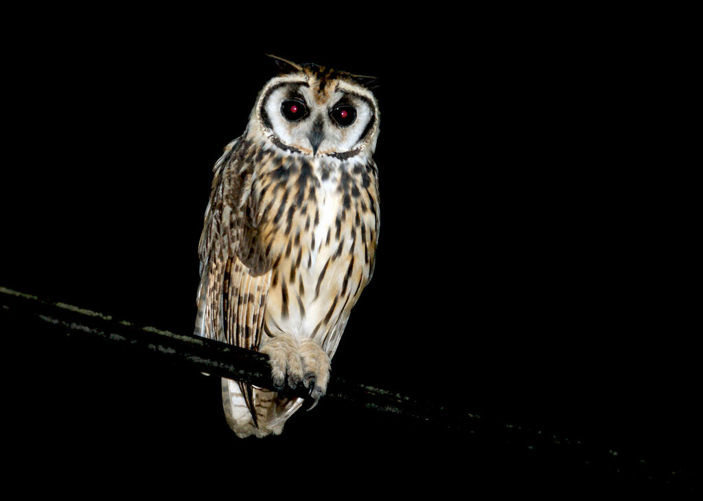 Striped Owl