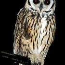 Hibou strié