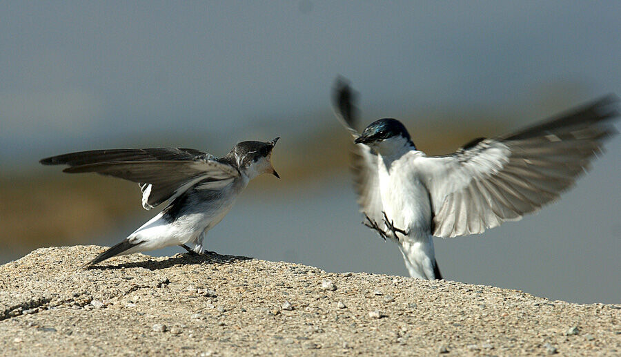 Hirondelle à ailes blanches