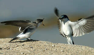 White-winged Swallow