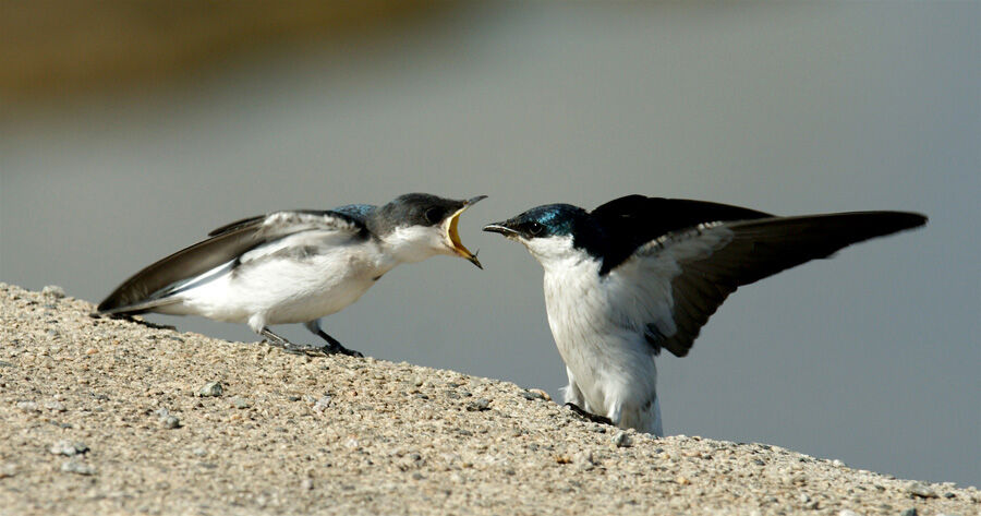 White-winged Swallowjuvenile