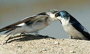 Hirondelle à ailes blanches