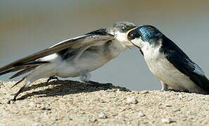 White-winged Swallow