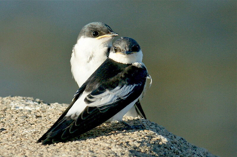 White-winged Swallow, identification