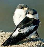 White-winged Swallow