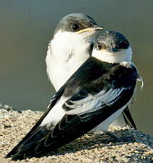 Hirondelle à ailes blanches