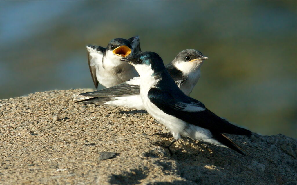 Hirondelle à ailes blanches, identification