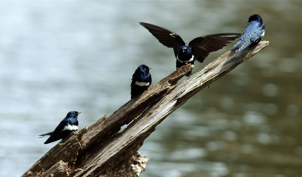 White-banded Swallow