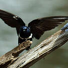 Hirondelle à ceinture blanche