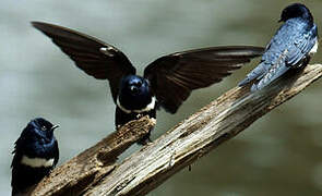 White-banded Swallow