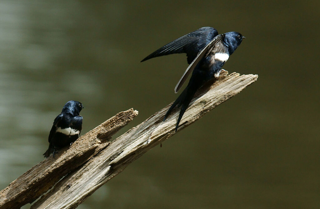 White-banded Swallow