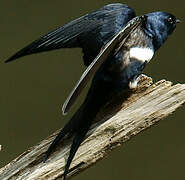 White-banded Swallow