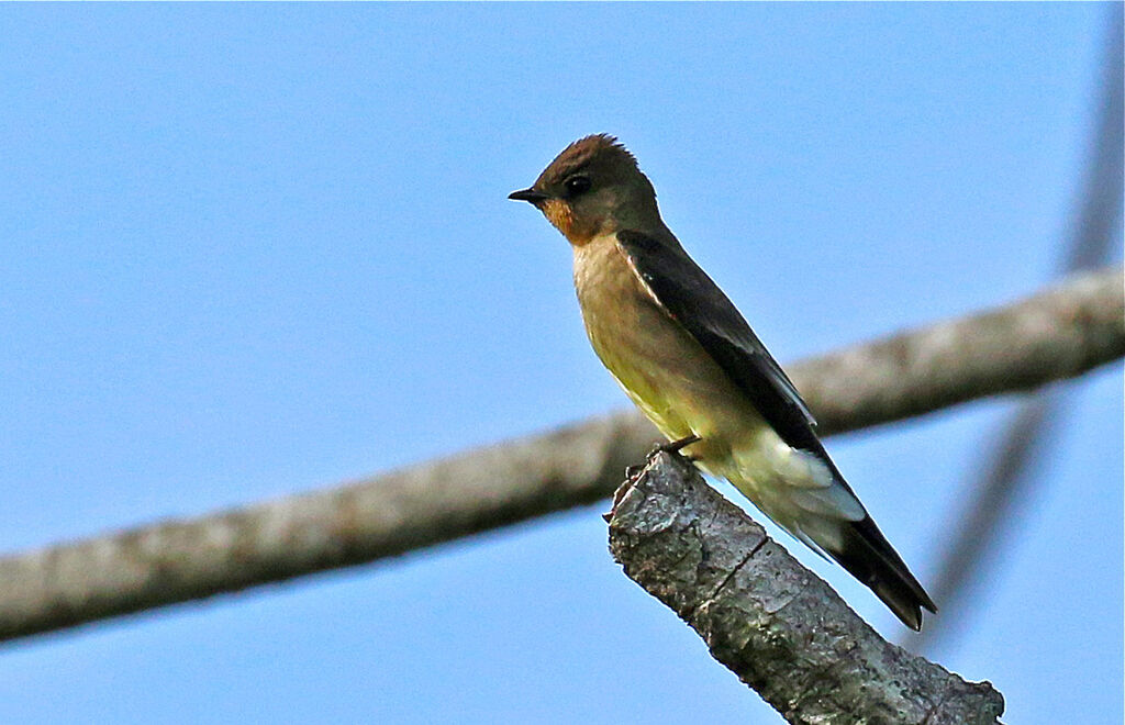 Hirondelle à gorge rousseadulte