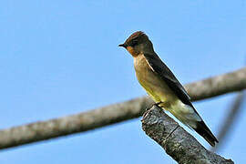 Southern Rough-winged Swallow