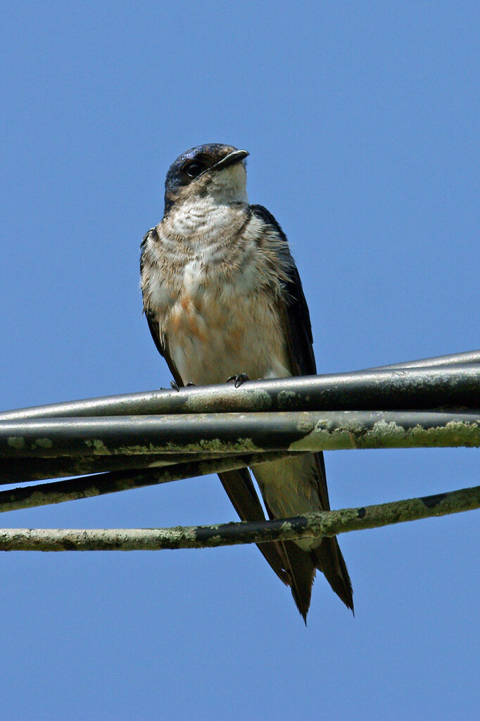 Hirondelle chalybée mâle adulte, identification