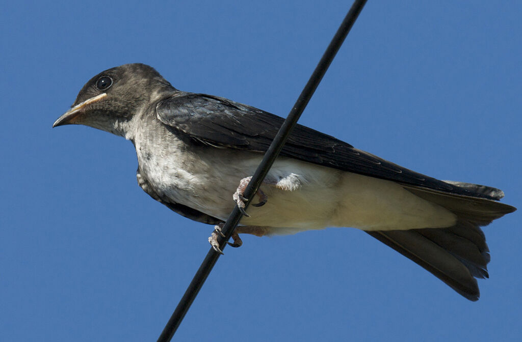 Grey-breasted Martin, identification