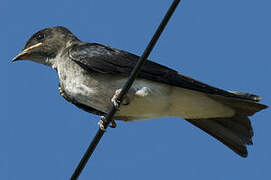 Grey-breasted Martin