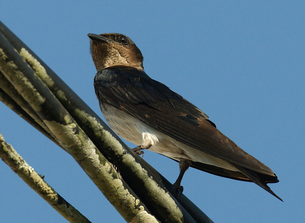 Hirondelle chalybée