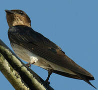 Grey-breasted Martin