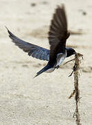 Grey-breasted Martin