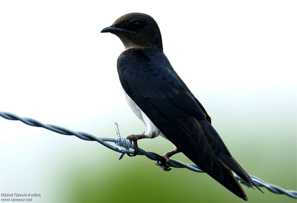 Grey-breasted Martin male adult, identification