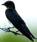 Grey-breasted Martin