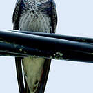 Hirondelle gracieuse