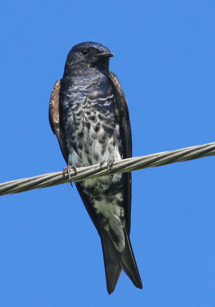 Southern Martin male subadult