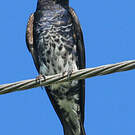 Hirondelle gracieuse