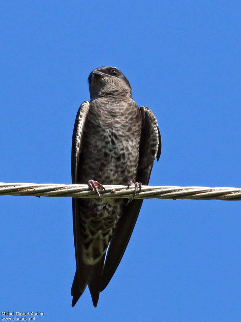 Hirondelle gracieuse femelle adulte, identification