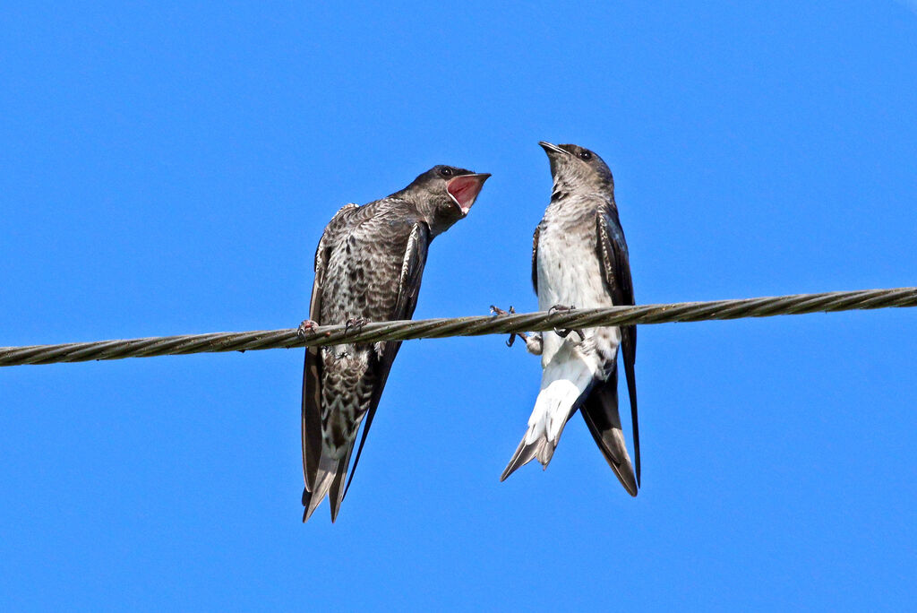 Hirondelle gracieuse femelle adulte