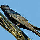 Hirondelle gracieuse
