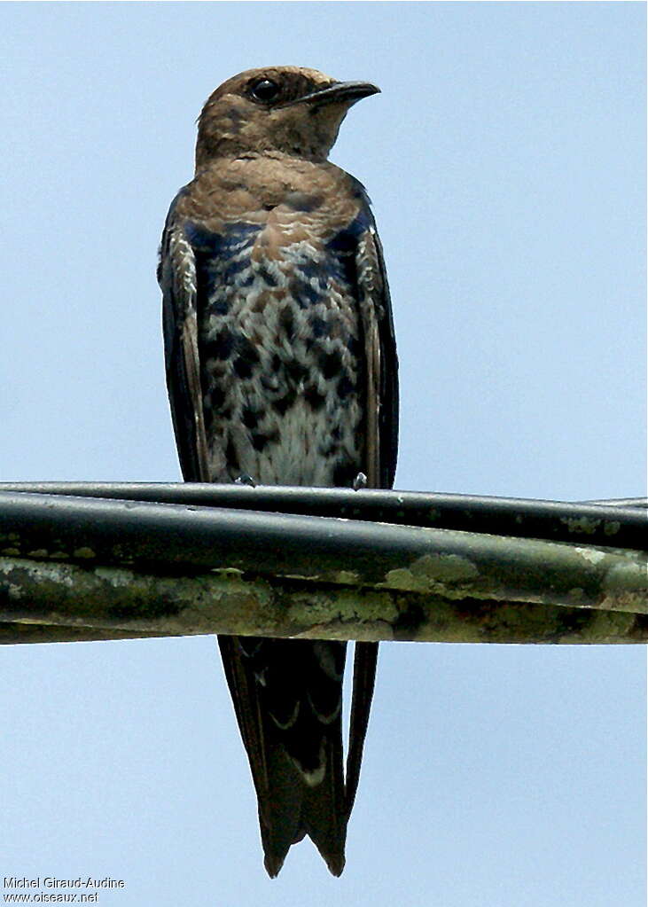 Southern Martin male immature, identification