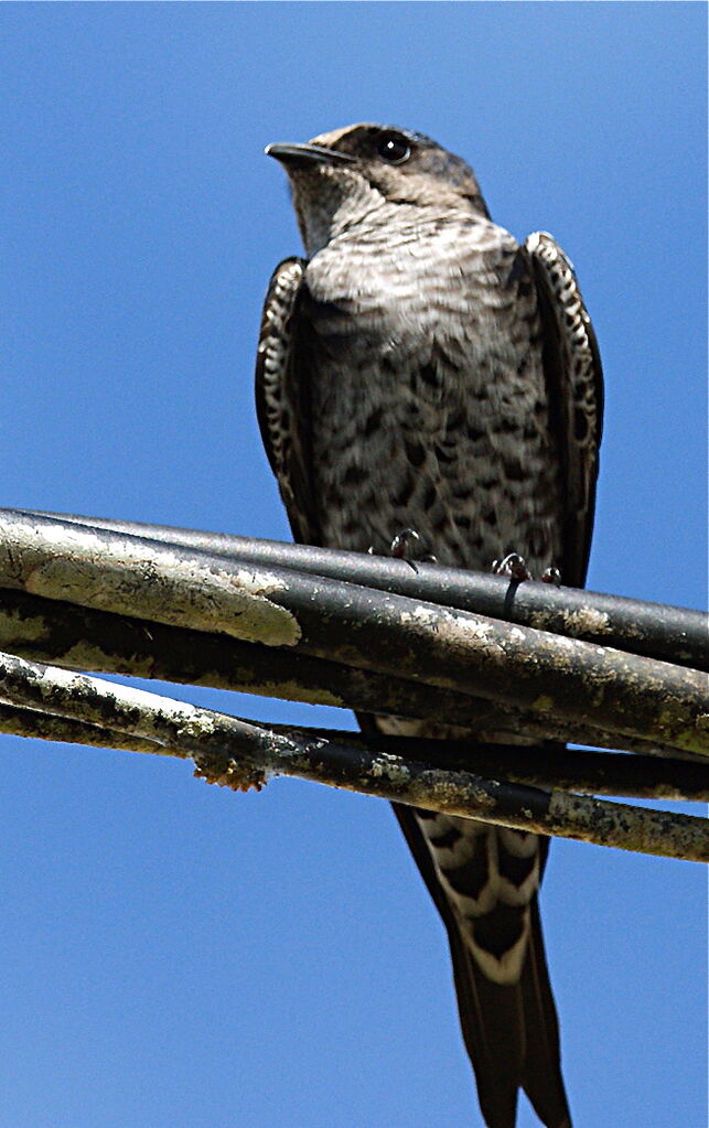 Southern Martin female immature