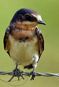 Barn Swallow