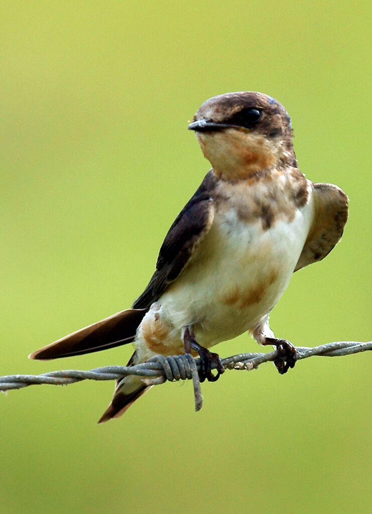 Barn Swallow